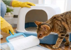 宠物上门喂养、寄养，十多年寄养照顾经验安全靠谱