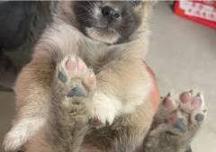 宠物赠送/领养·收养小狗